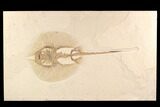 Rare, Fossil Stingray (Heliobatis) - Wyoming #93052-1
